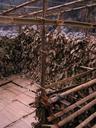 The shelters and homes at the hotspring village are nothing more than bamboo frames covered with dried leaves.